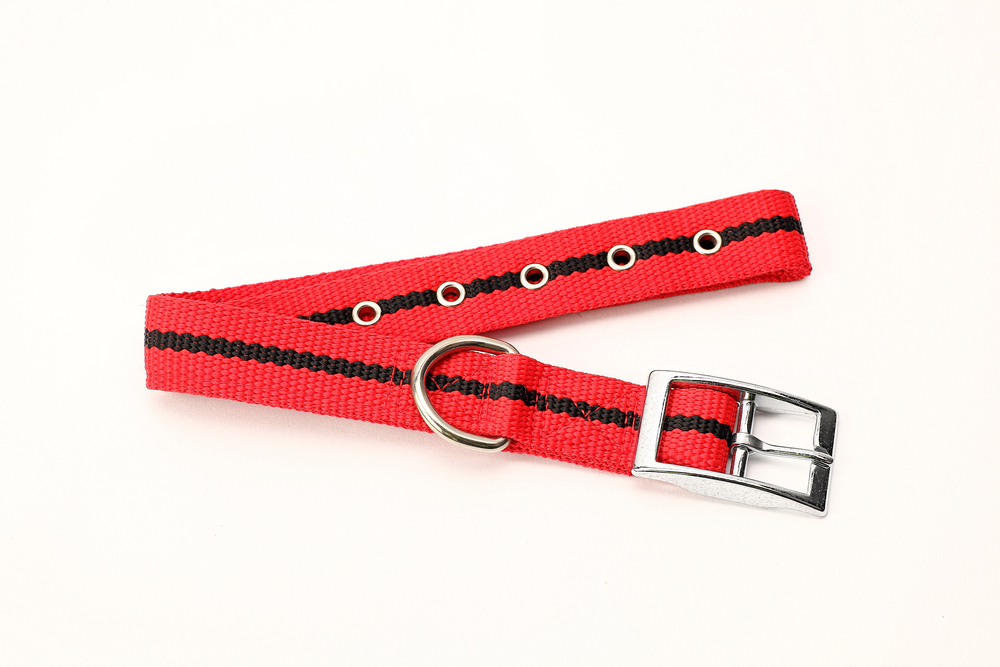 PP dog Collar